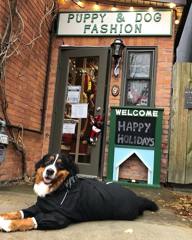 Puppy & Dog Fashion Ltd.